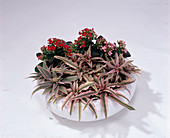 Cryptanthus