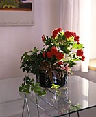 Arrangement mit Begonia, Cryptanthus, Parthenocissus