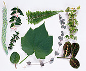 Blättertableau von Zimmerpflanzen