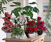 Von links: Azalea Hybriden 'Ilaria', 'Paloma', 'F. Scherrer', 'Adonia'