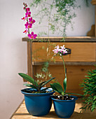 Doritaenopsis, Phalaenopsis