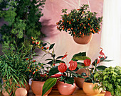 Hypocyrta glabra (Kussmäulchen), Anthurium-Scherzerianum-Hybride