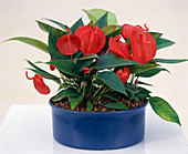 Anthurium hybrid in hydroponics