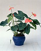 Anthurium-scherzerianum-hybride