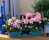 Azalea hybrids 'Kolibri' and 'Frankfurt city'