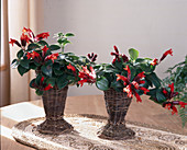 Aeschynanthus radicans (pubic flower) in woven planters