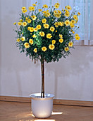 Yellow shrub daisy as a small stem