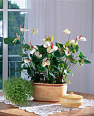 Anthurium 'Champion' (Flamingoblume), Soleirolia (Bubiköpfchen)