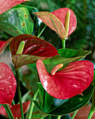 Anthurium hybrid 'Leni'