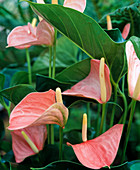 Anthurium-Hybr. 'Sweet Love'