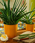 Aloe vera - Blätter aufschneiden und das Gel bei Sonnenbrand