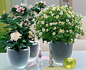 Duftpflanzen: Gardenia, Bouvardia-Hybr. (Bouvardia-Hybr.)
