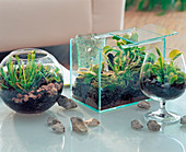 Glass jars with carnivorous plants