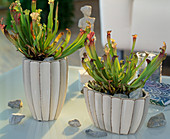 Sarracenia stevensii (tube plant)