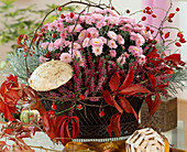 Wire basket with Calluna vulgaris (broom heather), Dendranthema