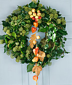 Door wreath of Hedera helix (ivy tendrils with blossoms, Malus)