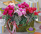 Cyclamen persicum