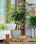 Schefflera 'Worthy'