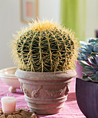 Echinocactus grusonii (golden ball cactus, mother-in-law cactus)