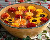 Schale mit Blüten im Wasser, Dendranthema (Herbstchrysanthemen), Helianthus (Sonnenblumen)