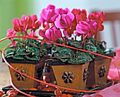 Cyclamen persicum