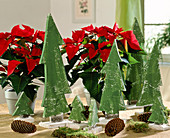 Euphorbia pulcherrima (Weihnachtsstern, Tannenbäume)