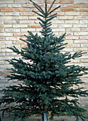 Picea pungens glauca (blue spruce)