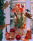 Christmas bouquet with Hippeastrum (amaryllis), Pinus (silk pine)