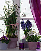 Winterfenster mit Primula / Kissenprimel, Narcissus / Tarzetten-