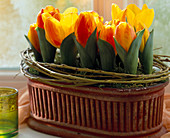 Tulipa hybr. (mini tulips) 'Flair'