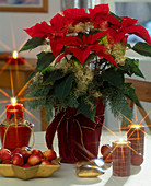 Euphorbia pulcherrima, Weihnachtsstern dekoriert mit Engelshaar, Zypressenzweige