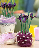 Iris reticulata 'Purple Gem' (net iris with sisal cuff)