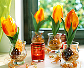 Tulipa 'Flair' in water glasses, bulb must be in water