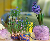 Grape hyacinths in a tin Easter egg, hyacinth in a sisal sleeve