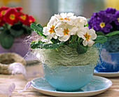 Primula acaulis (Cushion primrose in coffee cup)