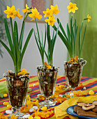 Narcissus in water glasses, Cornus twigs for support