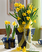 Narcissus hybr. 'Tete a Tete' (Daffodils)