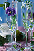 Champagne glasses with Galanthus nivalis (snowdrop, viola)