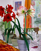 Hippeastrum hybrid