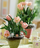 Tulipa-Hybr. 'Apricot Beauty'