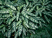 Aglaonema commutatum