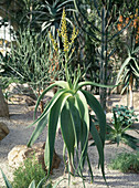 Aloe gilii