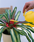 Watering Neoregelia from above into the rosette