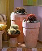 From the left, Echinocactus grisonii, Echinocactus ingens, Ferocactus gracilis