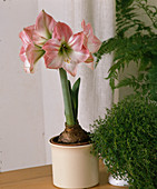 Hippeastrum hybrid 'Apple Blossom' (Amaryllis)