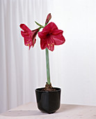 Hippeastrum hybrid