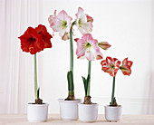 Hippeastrum hybrid