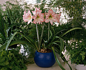 Hippeastrum hybrid