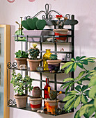 Iron wall shelf with Hoya (wax flower), cacti