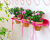 Wall shelf, board with holes as a pot holder, Impatiens